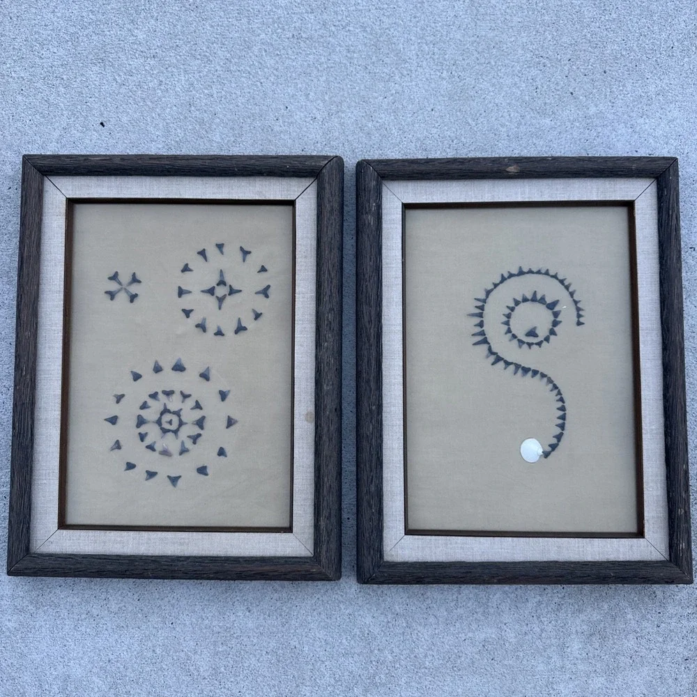 2 Framed Fossil Shark Teeth Display Collection Wall Art